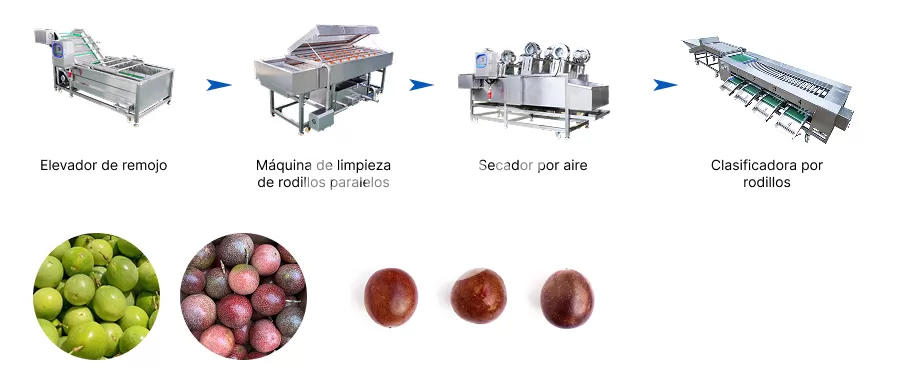 Proceso de Línea de Producción Línea de Lavado y Clasificación de Maracuyá