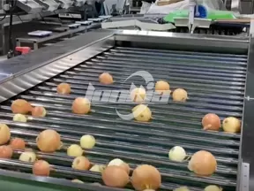 Máquina clasificadora de cebollas por rodillos