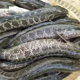 Pescado negro