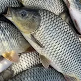 Pescado