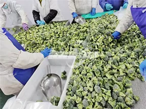 Línea de procesamiento de verduras congeladas