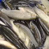 Carpa herbívora