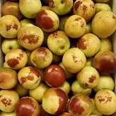 Jujube de invierno