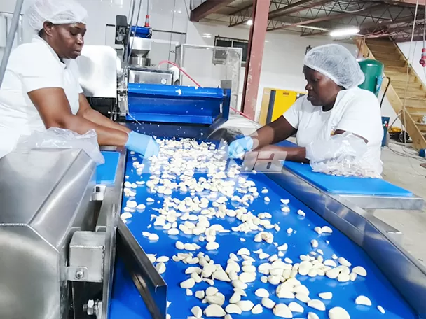 Proyecto de Línea de Procesamiento de Ajo de 300 kg/h en Jamaica