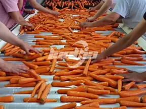 Línea de procesamiento de zanahorias totalmente automática
