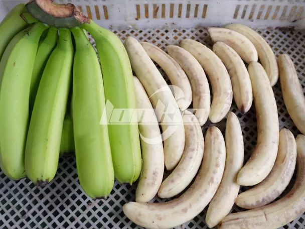 Cliente de Honduras elige la peladora de vapor de LONKIA para mejorar la eficiencia del pelado de plátanos
