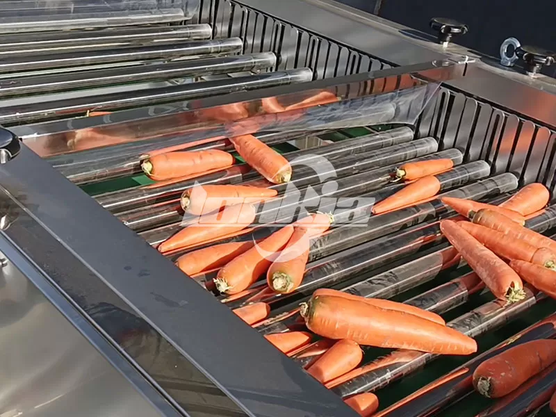 ¿La máquina clasificadora de zanahorias puede utilizarse para patatas y cebollas?