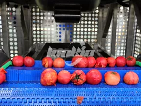Línea de producción de cubos de tomate congelado
