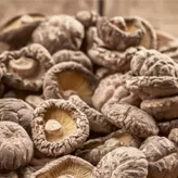 Secado de hongos shiitake