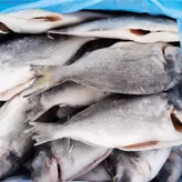 Pescado congelado