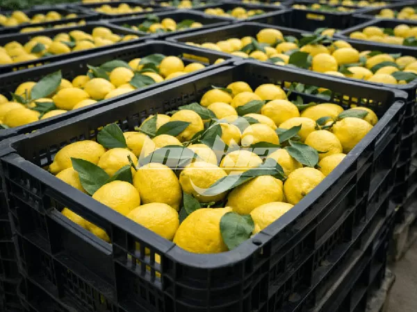 Clasificadora de rodillos para limones: guía completa para elegir la máquina adecuada