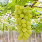 Pelar uvas