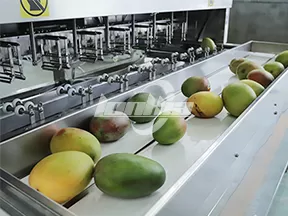 Máquina Peladora de Mango Comercial