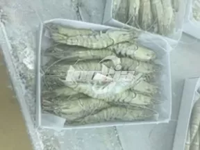 Máquina para congelar pescado