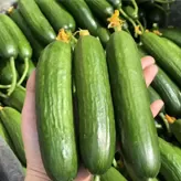 Pepinos