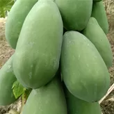 Papaya
