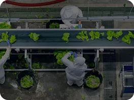 Plantas de procesamiento de verduras recién cortadas