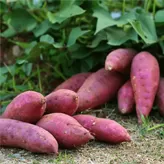 Pelar batatas