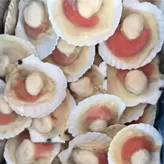 Vieira