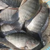 Tilapia