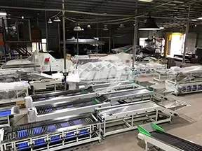 Máquina clasificadora de cebollas por rodillos
