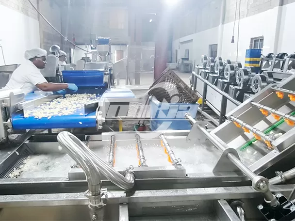 Proyecto de Línea de Procesamiento de Ajo de 300 kg/h en Jamaica