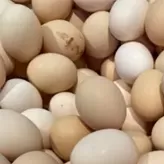 Huevo de gallina