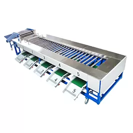 Máquina clasificadora de zanahorias