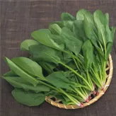 Espinaca
