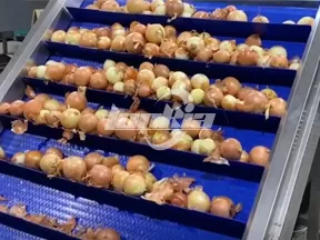Máquina clasificadora de cebollas por rodillos