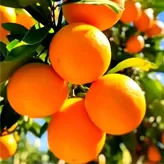 Naranja
