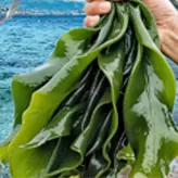 alga marina