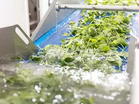 Línea de Producción de Ensaladas de Verduras