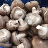 Seta Shiitake