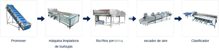 Proceso de Línea de Producción Línea de lavado y clasificación de dátiles