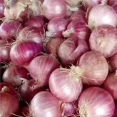 Cebolla