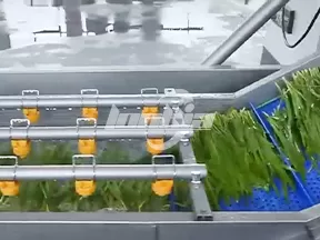 Línea de Producción de Lavado de Perejil