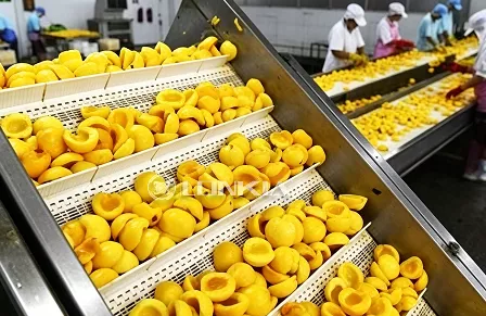 Línea de procesamiento para el lavado y corte de duraznos amarillos de 2 toneladas en Vietnam (mayo de 2025)