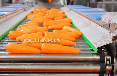 Tendedero de zanahorias de 3 toneladas en Bulgaria (septiembre de 2025)