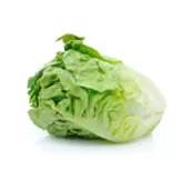 Lechuga mantecosa