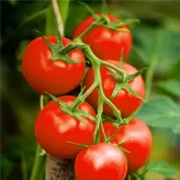Pelar tomates