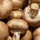 Seta shiitake