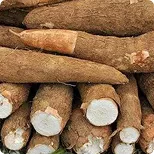 Mandioca