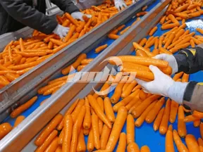Línea de procesamiento de zanahorias totalmente automática