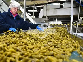 Línea de Producción de Conservas de Pepino