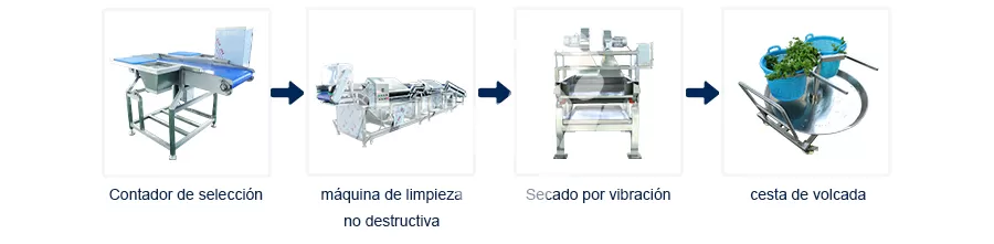 Proceso de Línea de Producción Línea de Producción de Lavado de Perejil