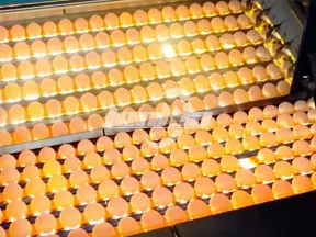 Línea de lavado automático de huevos