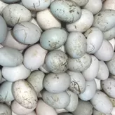 Huevos de pato