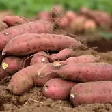 Batata