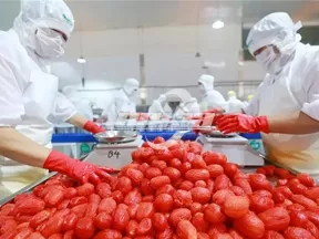 Línea de Producción de Conservas de Tomate
